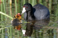 American Coot & chick