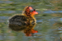 American Coot chick