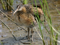 Clapper Rail - 1