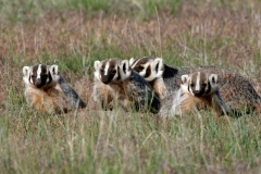 Badger Family