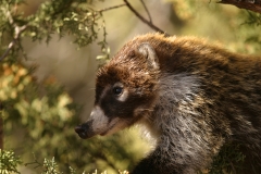 White-nosed Coati-3