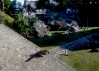 Coati "Temple guard"