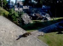 Coati "Temple guard"