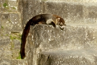 Coati