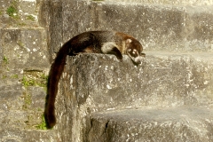 Coati