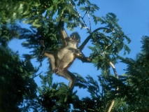 Spider Monkey