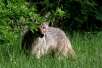 Coyote
