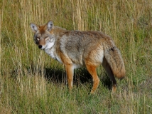 Coyote-2