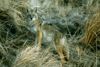 Coyote-3