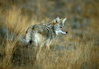 Coyote-4