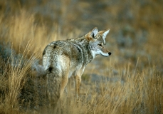 Coyote-4