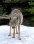 Coyote-5