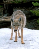 Coyote-5