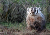 Badger