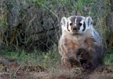 Badger