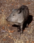 Javelina