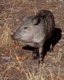 Javelina
