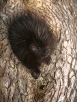 Porcupine