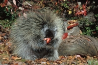 Porcupine-2