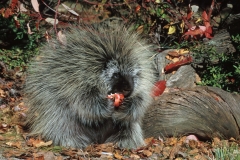 Porcupine-2