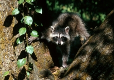 Raccoon