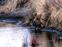 Raccoon on the Blitzen River