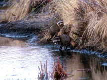 Raccoon on the Blitzen River