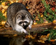 Racoon