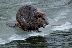 Beaver