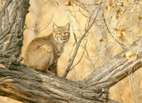 Bobcat