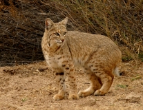 Bobcat-2