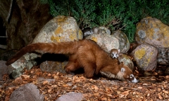 White-nosed Coati