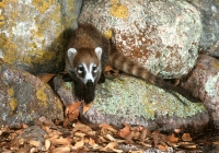 White-nosed Coati-2