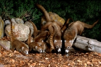 White-nosed Coati Family
