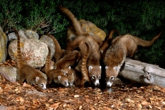 White-nosed Coati Family