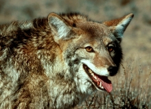 Happy Coyote