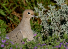 Mourning Dove