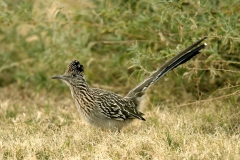 Greater Road Runner - 2