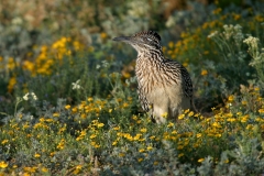 Greater Road Runner - 3