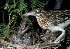 Greater Road Runner - nestlings