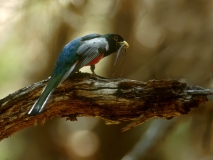 Elegant Trogon - 1