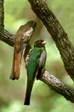 Elegant Trogon - parent w/immature - 2