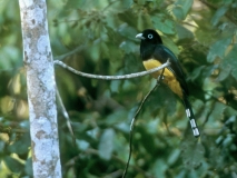 Black-headed Trogon - Tikal, GuatemalaTrogon