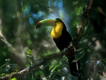 Keel-billed Toucan - Tikal, Guatemala