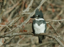 Belted Kingfisher - 1