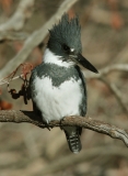Belted Kingfisher - 2