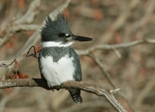 Belted Kingfisher - 3