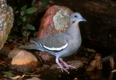 White-winged Dove