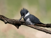 Belted Kingfisher - 4