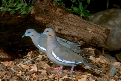 White-winged Dove - pair